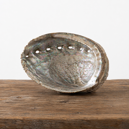 Collected Natural Abalone Shell